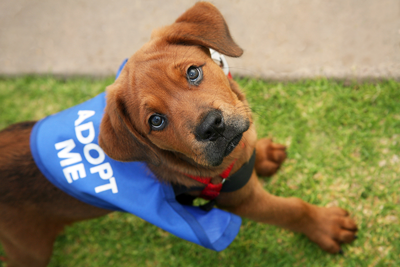 Read more about the article Ruff N’ Rescue