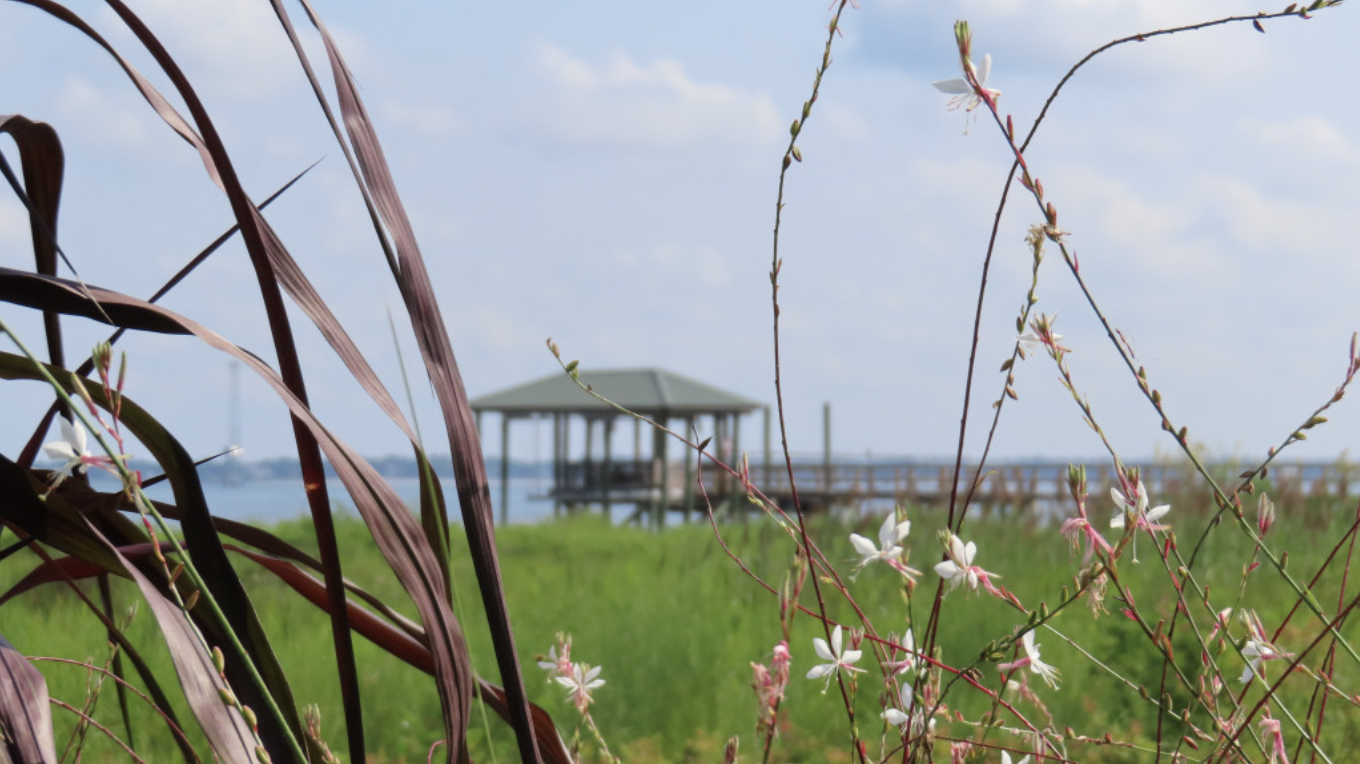 Read more about the article From Harborview to the Harbor Garden Tour