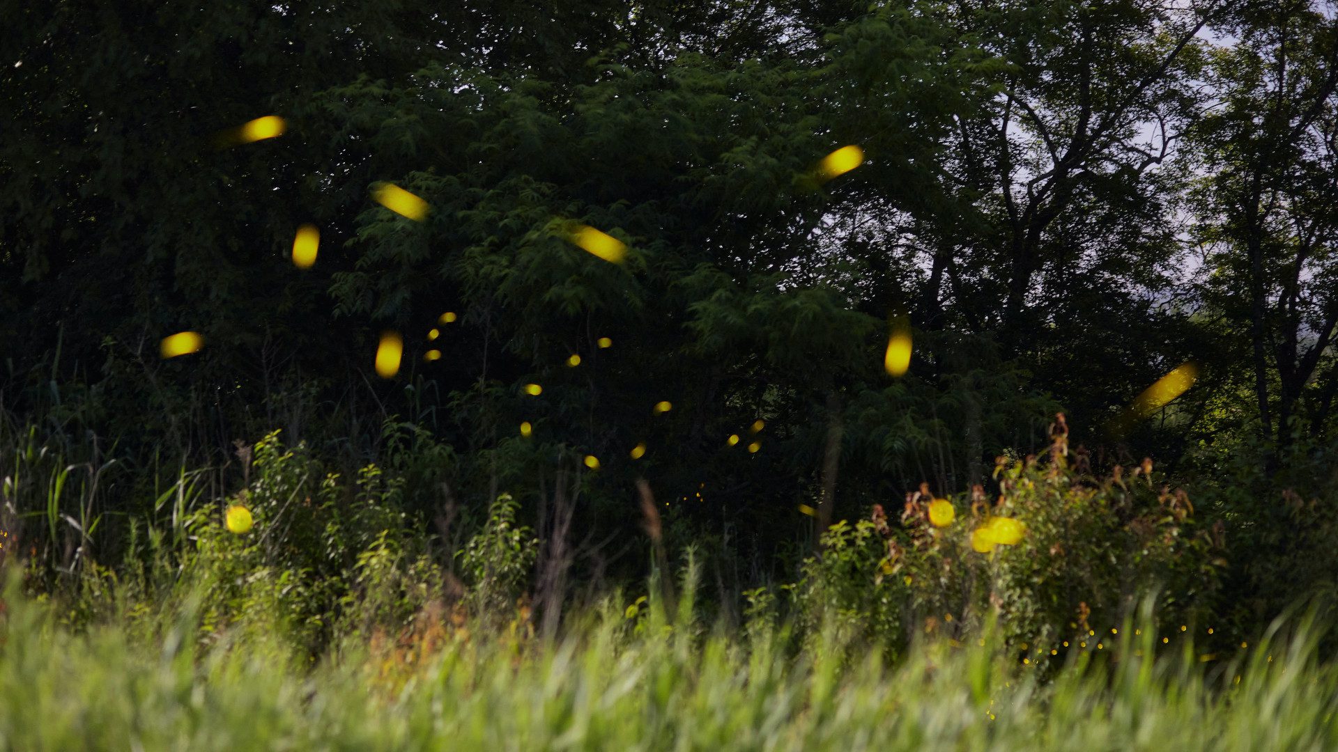 Read more about the article Blue Ghost Firefly Tour with Asheville Wellness Tours