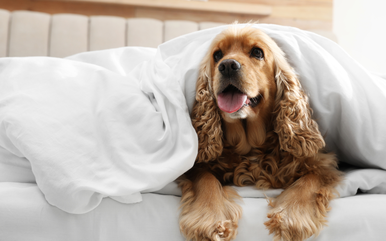 Read more about the article Pet Friendly Hotels in Asheville, NC