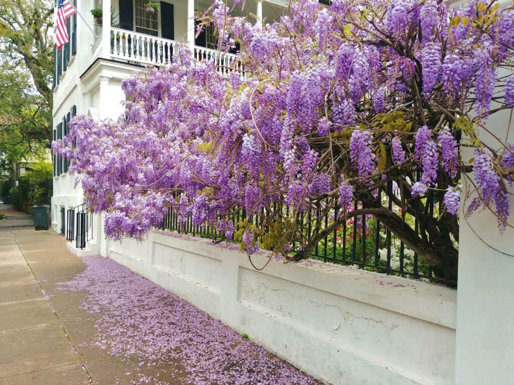 spring in Charleston SC