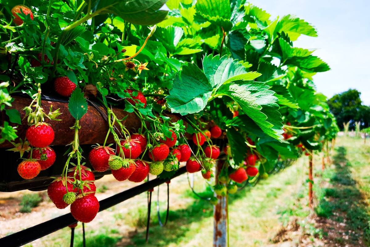 Read more about the article Lowcountry Strawberry Festival: A Sweet Tradition of Spring in Charleston