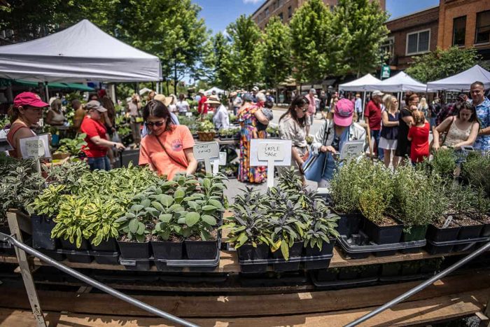 spring in asheville nc