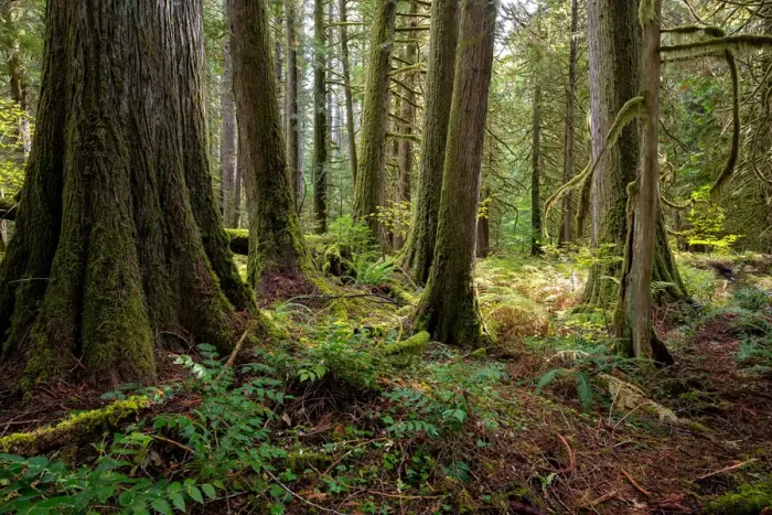 Asheville wellness tours, Twilight in the Treetops Night Climbs